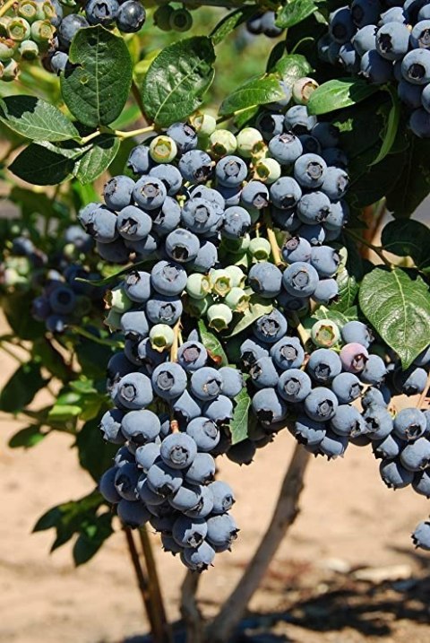 Borówka amerykańska Bluegold doniczka 3L Borówka amerykańska Bluegold doniczka 3L