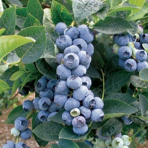 Borówka amerykańska Bluegold doniczka 3L Borówka amerykańska Bluegold doniczka 3L