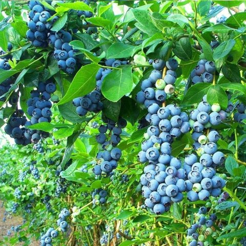 Borówka amerykańska Bluecrop doniczka 3L Borówka amerykańska Bluecrop doniczka 3L
