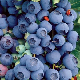 Borówka amerykańska Bluecrop doniczka 1L