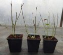 Borówka amerykańska Bluecrop doniczka 1L