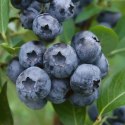 Borówka amerykańska Bluecrop doniczka 1L