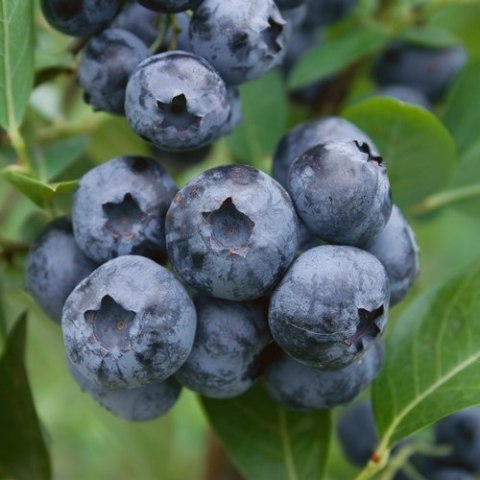 Borówka amerykańska Bluecrop doniczka 1L Borówka amerykańska Bluecrop doniczka 1L