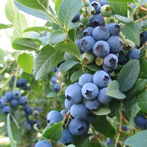 Borówka amerykańska Bluecrop doniczka 1L Borówka amerykańska Bluecrop doniczka 1L