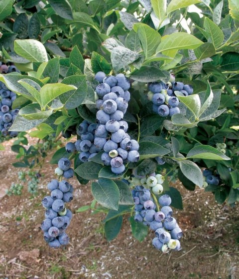 Borówka amerykańska Bluecrop doniczka 1L Borówka amerykańska Bluecrop doniczka 1L