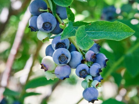 Borówka Amerykańska Sierra doniczka 3L Borówka Amerykańska Sierra doniczka 3L