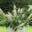 Budleja dawida Buzz Ivory doniczka 2L