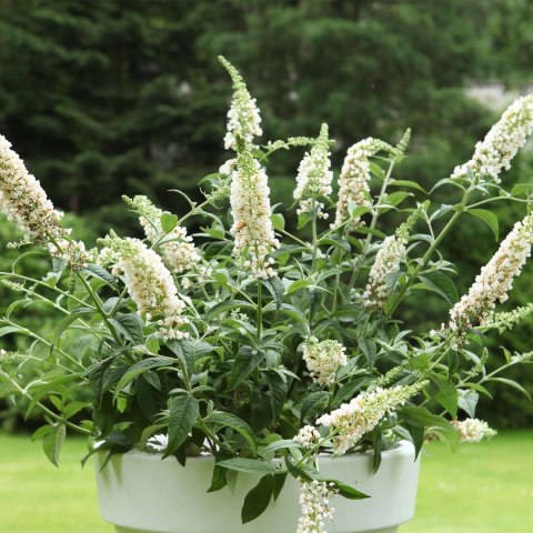 Budleja dawida Buzz Ivory doniczka 2L Budleja dawida Buzz Ivory doniczka 2L