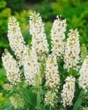 Budleja dawida Buzz Ivory doniczka 2L