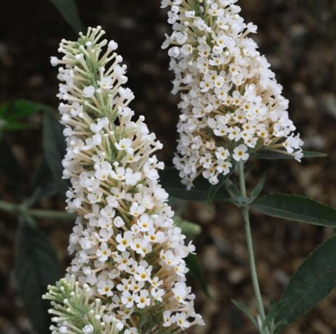 Budleja dawida Buzz Ivory doniczka 2L Budleja dawida Buzz Ivory doniczka 2L