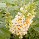 Budleja dawida Buzz Ivory doniczka 2L