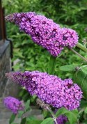 Budleja Dawida Border Beauty doniczka 2L