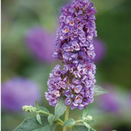 Budleja dawida Dreaming Purple doniczka 2L