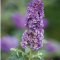 Budleja dawida Dreaming Purple doniczka 2L