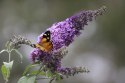 Budleja dawida Dreaming Purple doniczka 2L