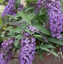 Budleja dawida Dreaming Purple doniczka 2L