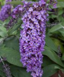 Budleja dawida Dreaming Purple doniczka 2L
