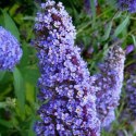 Budleja dawida Nanho Blue doniczka 1L