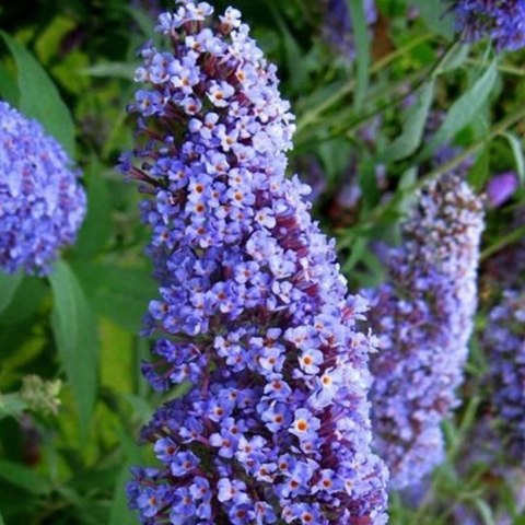 Budleja dawida Nanho Blue doniczka 1L Budleja dawida Nanho Blue doniczka 1L