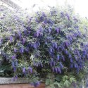 Budleja dawida Nanho Blue doniczka 1L