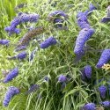 Budleja dawida Nanho Blue doniczka 1L