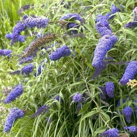 Budleja dawida Nanho Blue doniczka 1L Budleja dawida Nanho Blue doniczka 1L