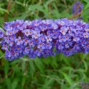 Budleja dawida Nanho Blue doniczka 1L