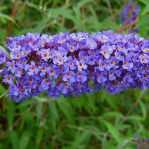 Budleja dawida Nanho Blue doniczka 1L Budleja dawida Nanho Blue doniczka 1L