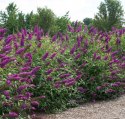 Budleja dawida Nanho Purple doniczka 0,5L
