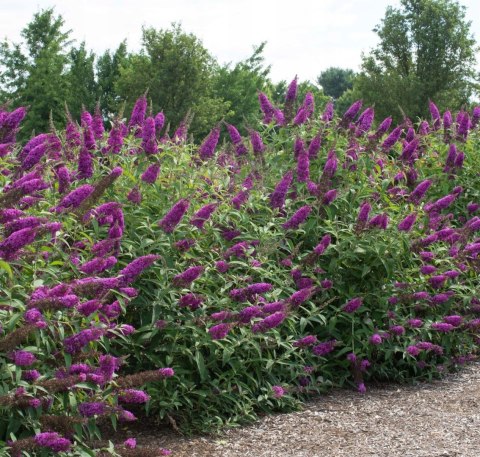 Budleja dawida Nanho Purple doniczka 0,5L Budleja dawida Nanho Purple doniczka 0,5L