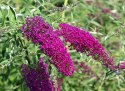 Budleja dawida Nanho Purple doniczka 0,5L