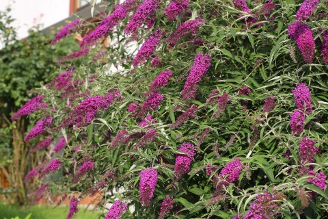 Budleja dawida Nanho Purple doniczka 0,5L Budleja dawida Nanho Purple doniczka 0,5L