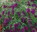 Budleja dawida Nanho Purple doniczka 0,5L