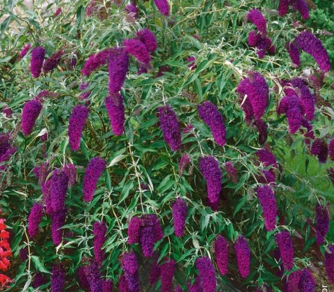 Budleja dawida Nanho Purple doniczka 0,5L Budleja dawida Nanho Purple doniczka 0,5L