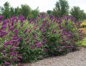 Budleja dawida Nanho Purple doniczka 0,5L