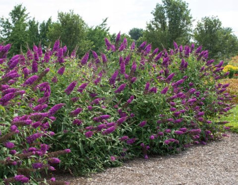 Budleja dawida Nanho Purple doniczka 0,5L Budleja dawida Nanho Purple doniczka 0,5L