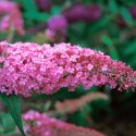 Budleja dawida Pink Delight doniczka 1L