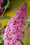 Budleja dawida Pink Delight doniczka 1L