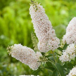Budleja dawida White Profusion doniczka 2L