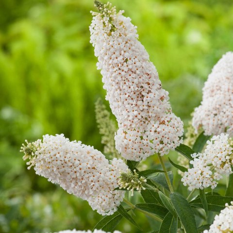 Budleja dawida White Profusion doniczka 2L Budleja dawida White Profusion doniczka 2L