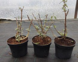 Budleja dawida White Profusion doniczka 2L