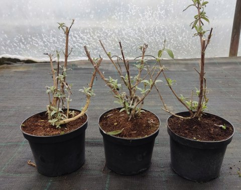 Budleja dawida White Profusion doniczka 2L Budleja dawida White Profusion doniczka 2L