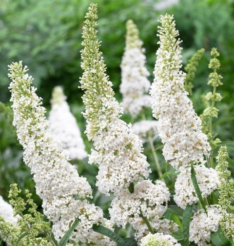 Budleja dawida White Profusion doniczka 2L Budleja dawida White Profusion doniczka 2L