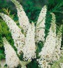 Budleja dawida White Profusion doniczka 2L