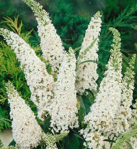 Budleja dawida White Profusion doniczka 2L Budleja dawida White Profusion doniczka 2L