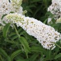 Budleja dawida White Profusion doniczka 2L
