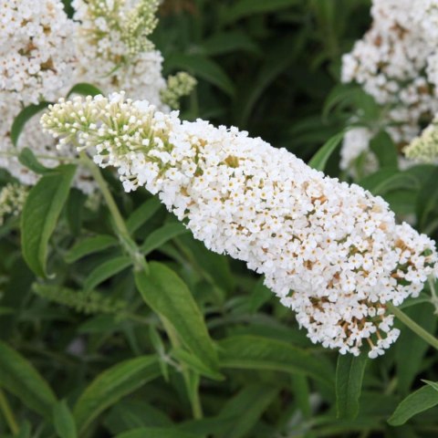 Budleja dawida White Profusion doniczka 2L Budleja dawida White Profusion doniczka 2L