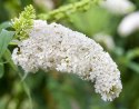 Budleja dawida White Profusion doniczka 2L