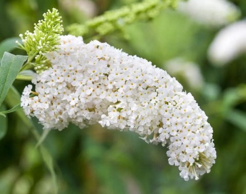 Budleja dawida White Profusion doniczka 2L Budleja dawida White Profusion doniczka 2L