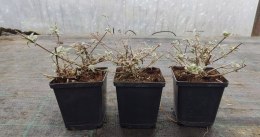 Budleja Dawida Nanho White doniczka 1L